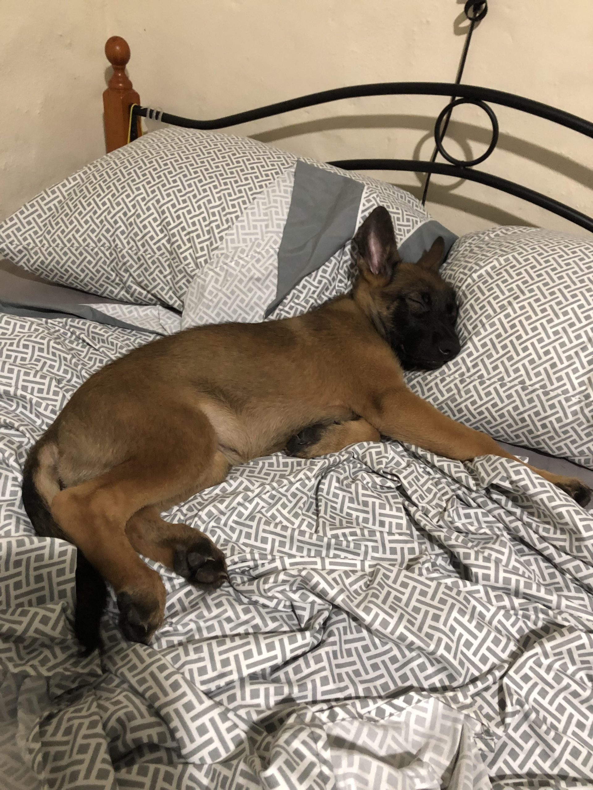 A Puppy Sleeping in a Pan in the Kitchen