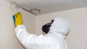 How to Get Rid of Mould Mites in Kitchen