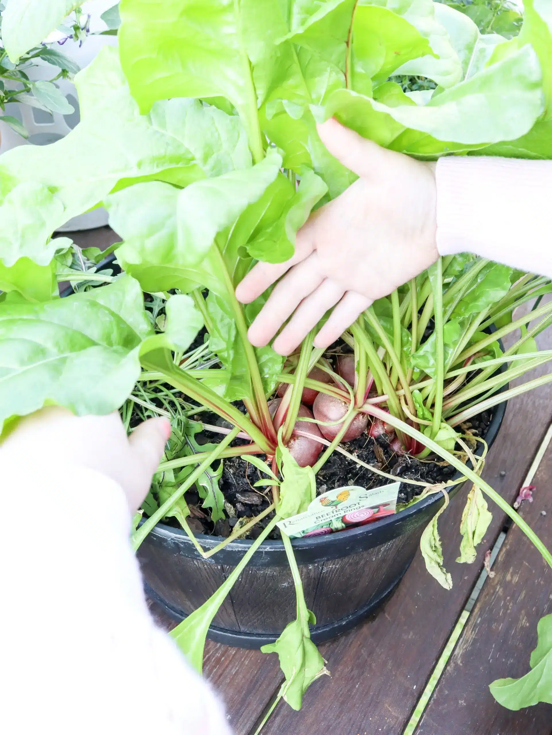 How to Grow a Kitchen Garden in Pots