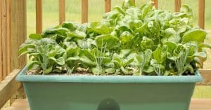 How to Grow Kitchen Garden in Pots India