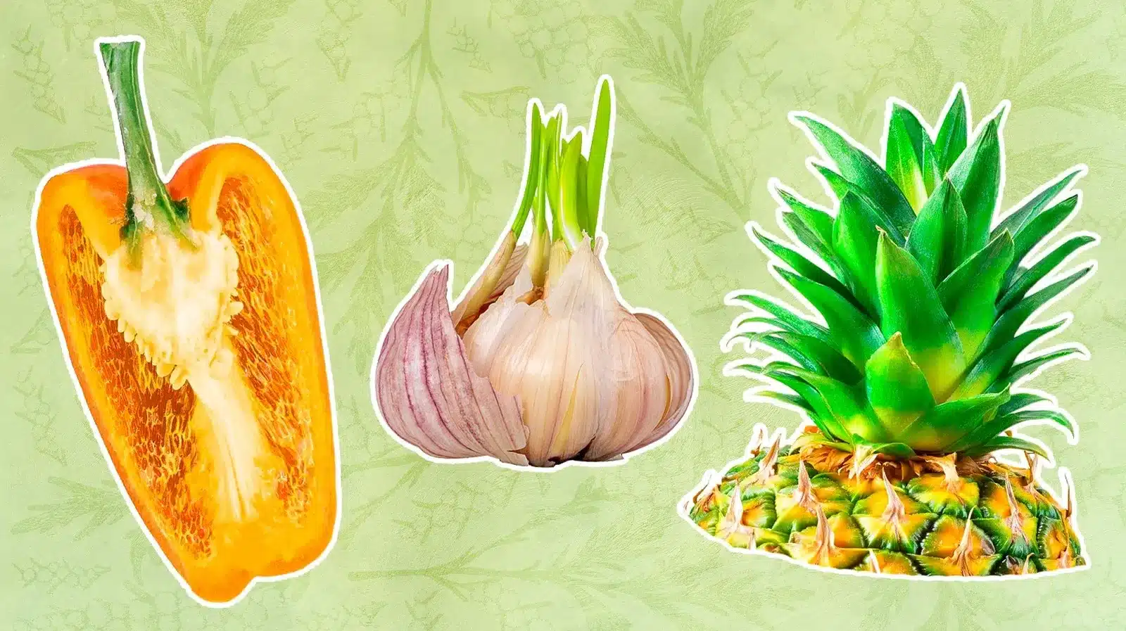 How to Grow Plants from Kitchen Scraps